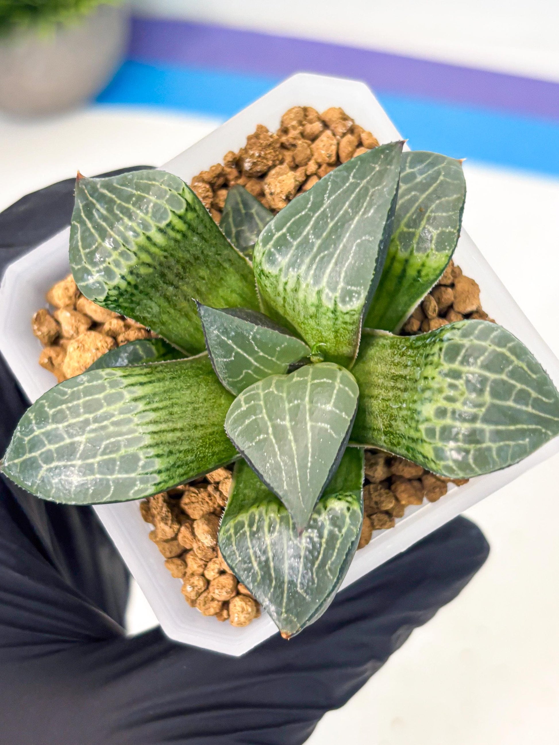 Haworthia Boli Kang (wa3) (b2) | Hong Kong Rare Species