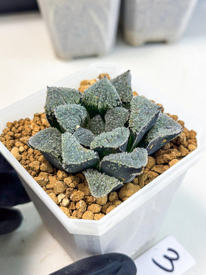 Haworthia Juweicheng (wa3) (b3) | Hong Kong Rare Species