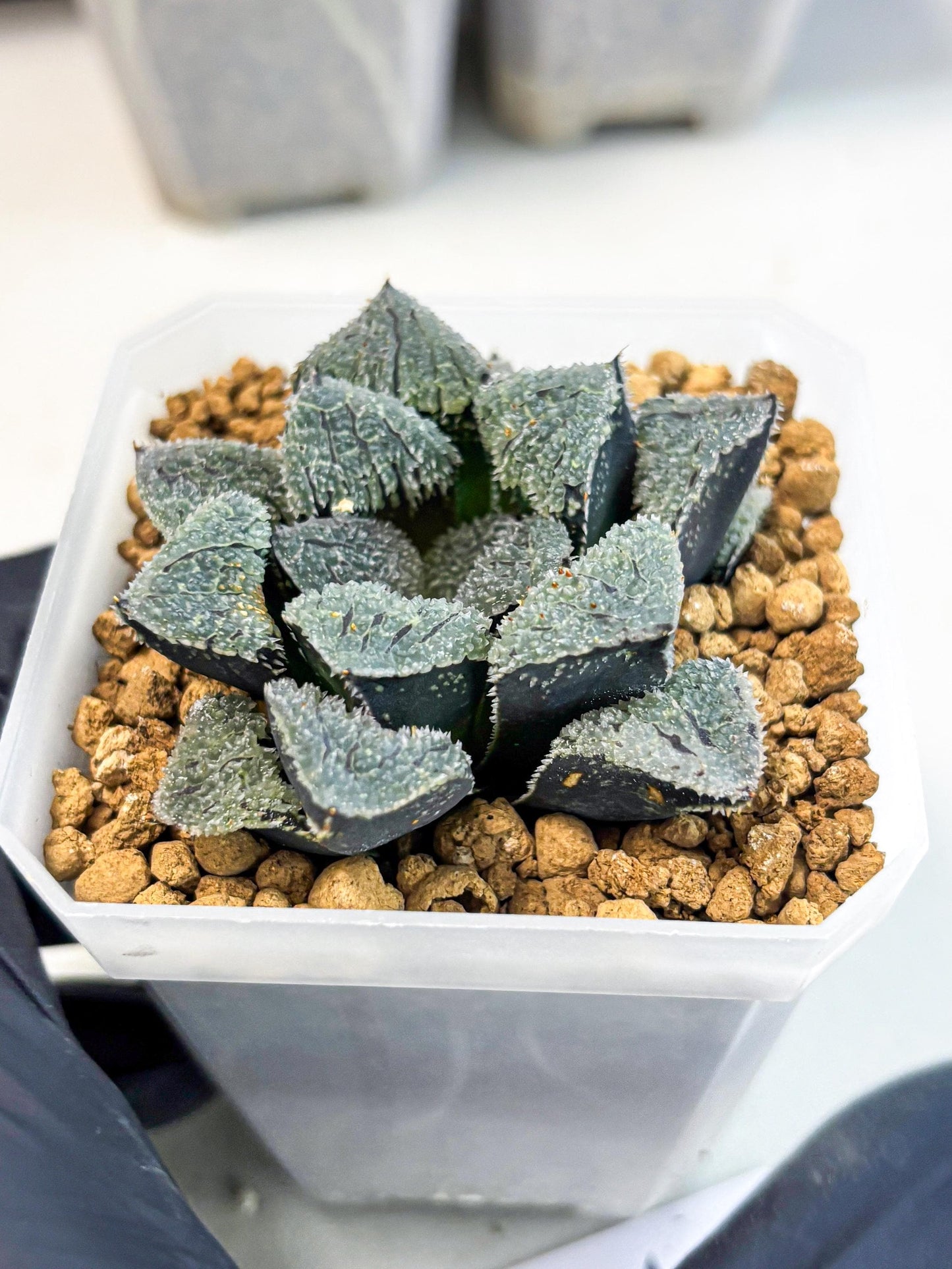 Haworthia Juweicheng (wa3) (b3) | Hong Kong Rare Species