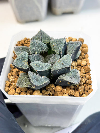 Haworthia Juweicheng (wa3) (b3) | Hong Kong Rare Species