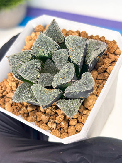Haworthia Juweicheng (wa3) (b3) | Hong Kong Rare Species