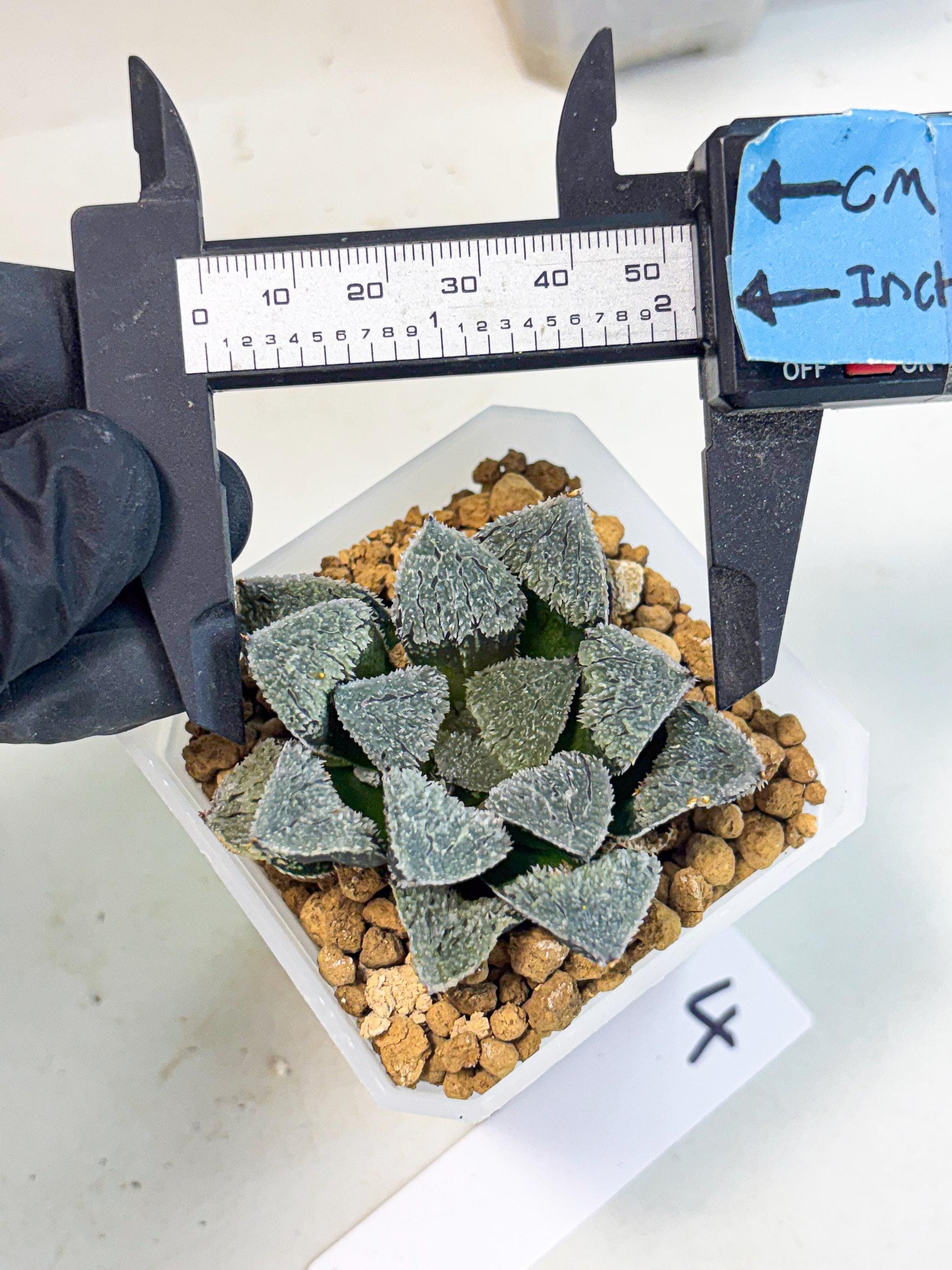 Haworthia Juweicheng (wa3) (b4) | Hong Kong Rare Species