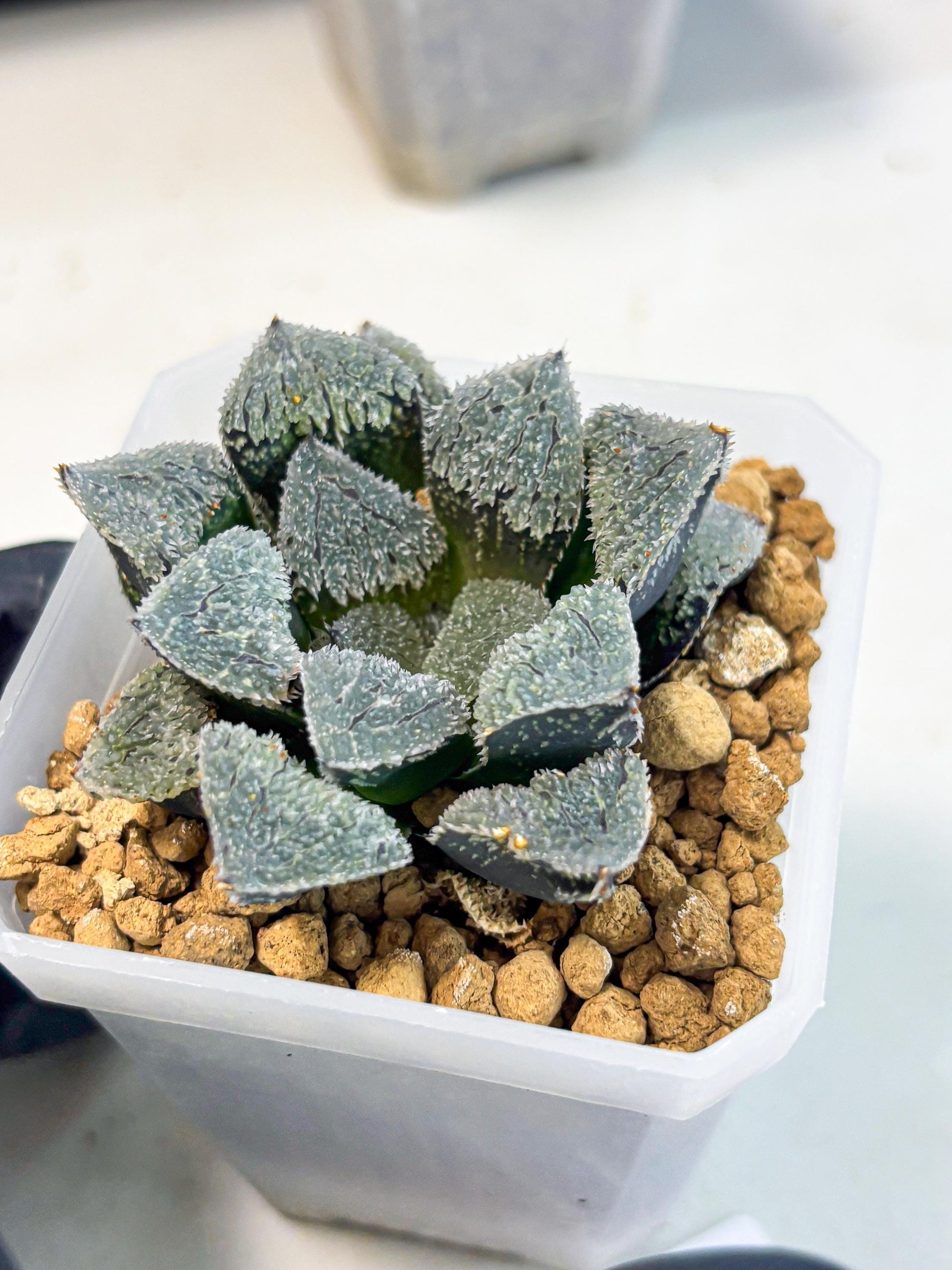 Haworthia Juweicheng (wa3) (b4) | Hong Kong Rare Species