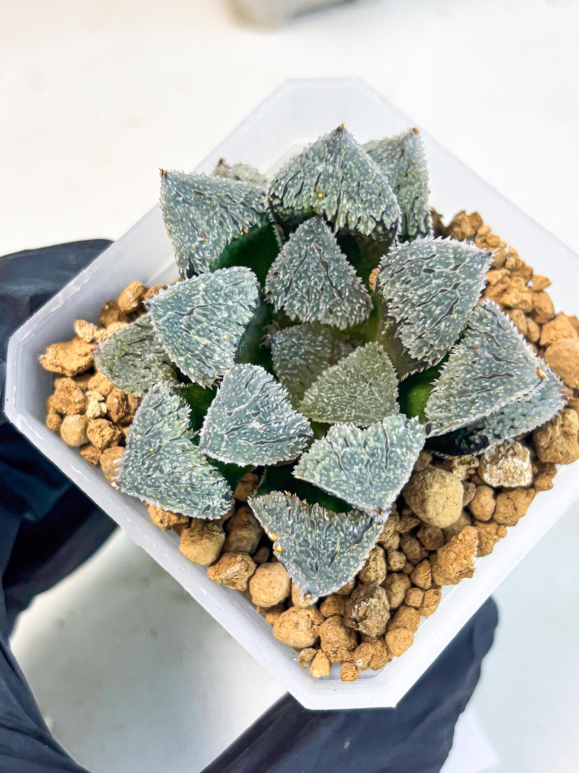 Haworthia Juweicheng (wa3) (b4) | Hong Kong Rare Species