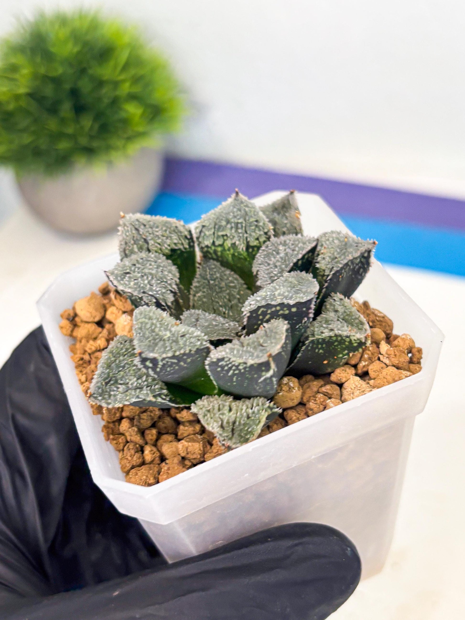 Haworthia Juweicheng (wa3) (b4) | Hong Kong Rare Species