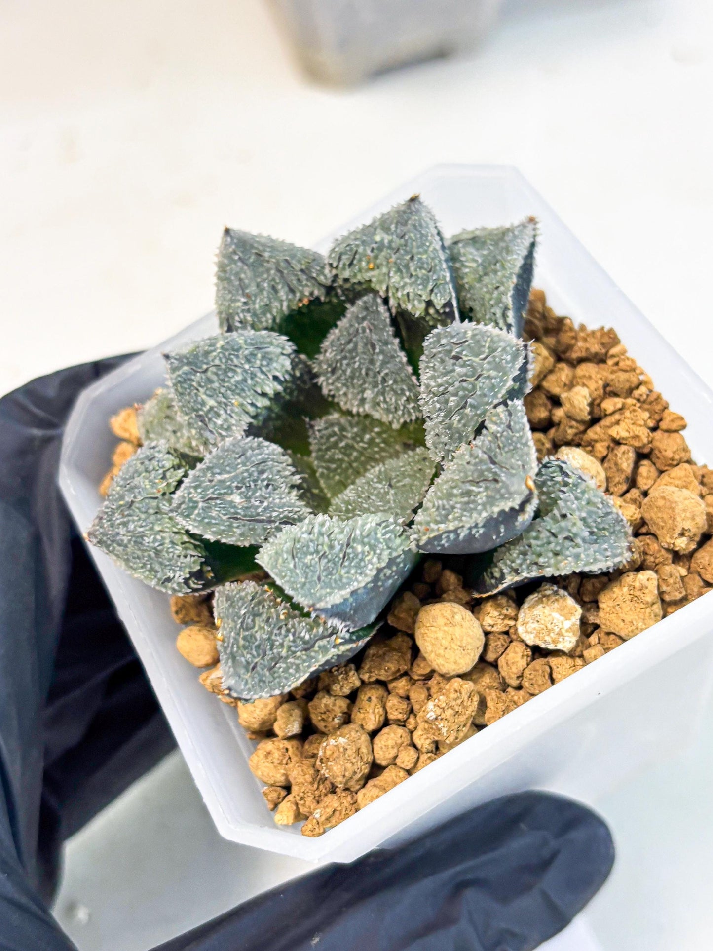Haworthia Juweicheng (wa3) (b4) | Hong Kong Rare Species