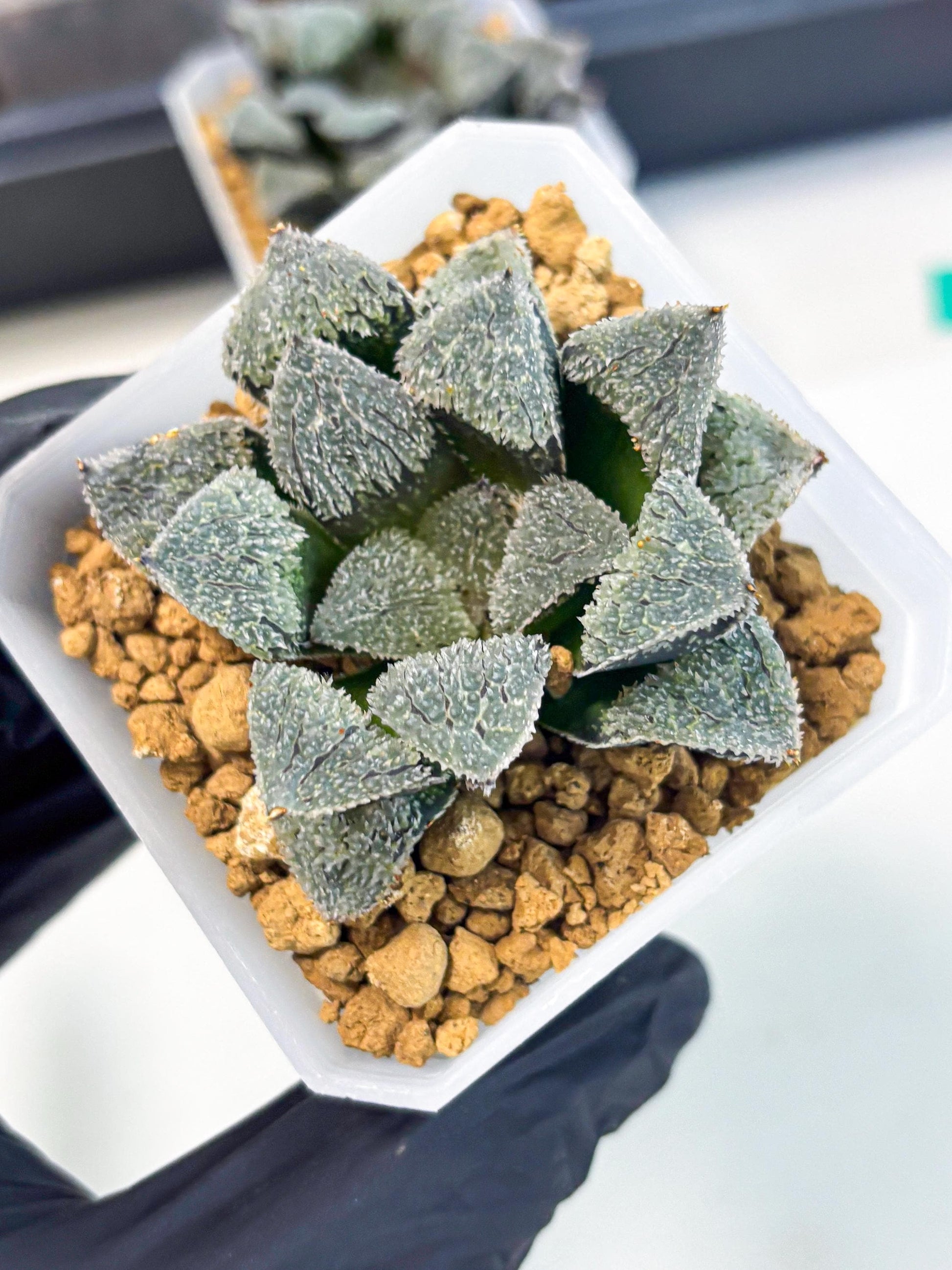 Haworthia Juweicheng (wa3) (b4) | Hong Kong Rare Species