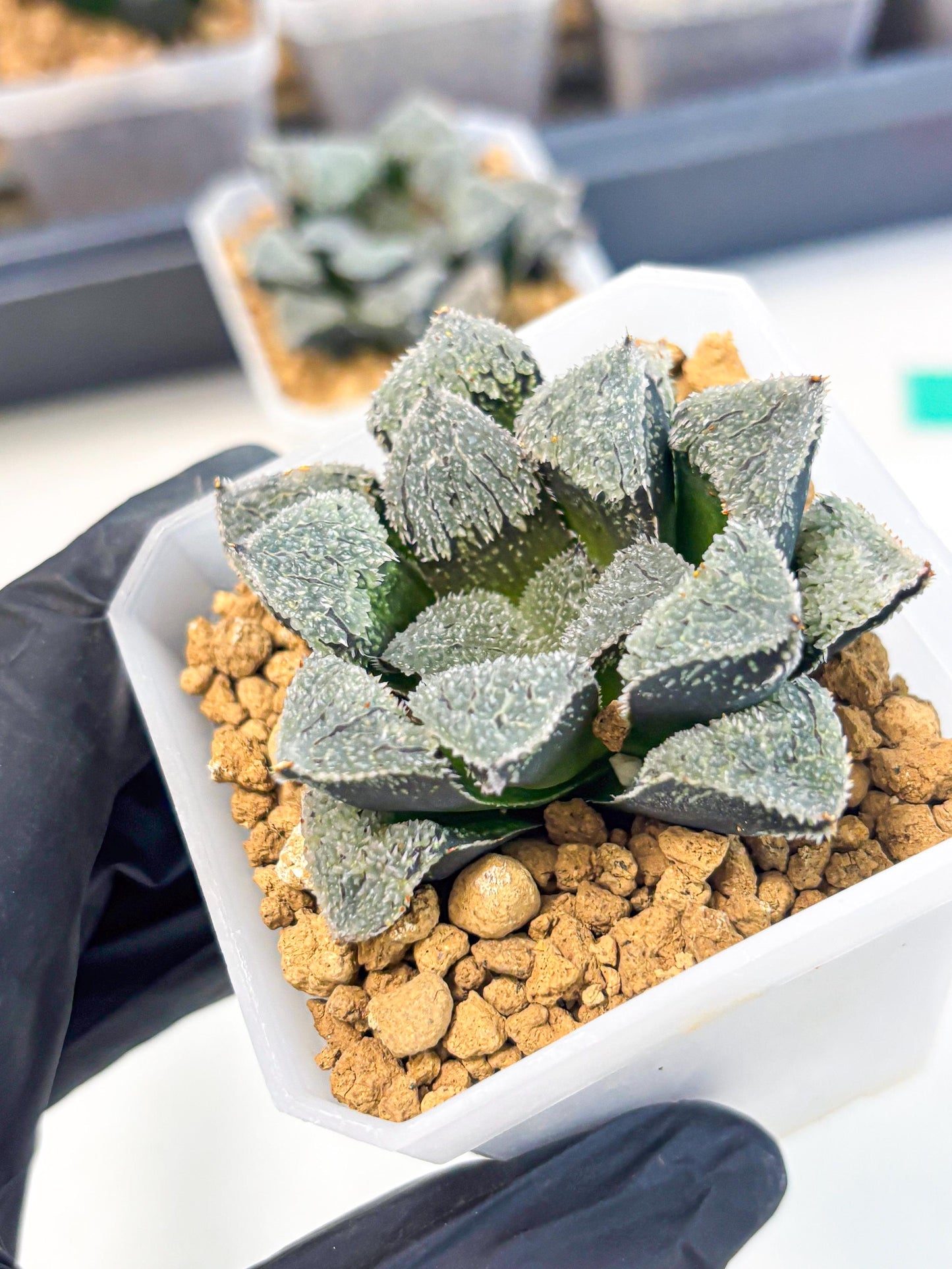 Haworthia Juweicheng (wa3) (b4) | Hong Kong Rare Species