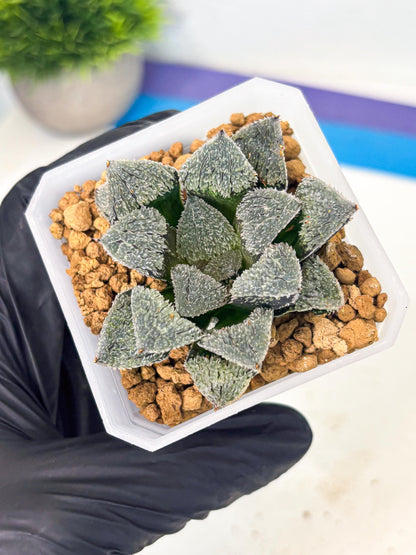 Haworthia Juweicheng (wa3) (b4) | Hong Kong Rare Species