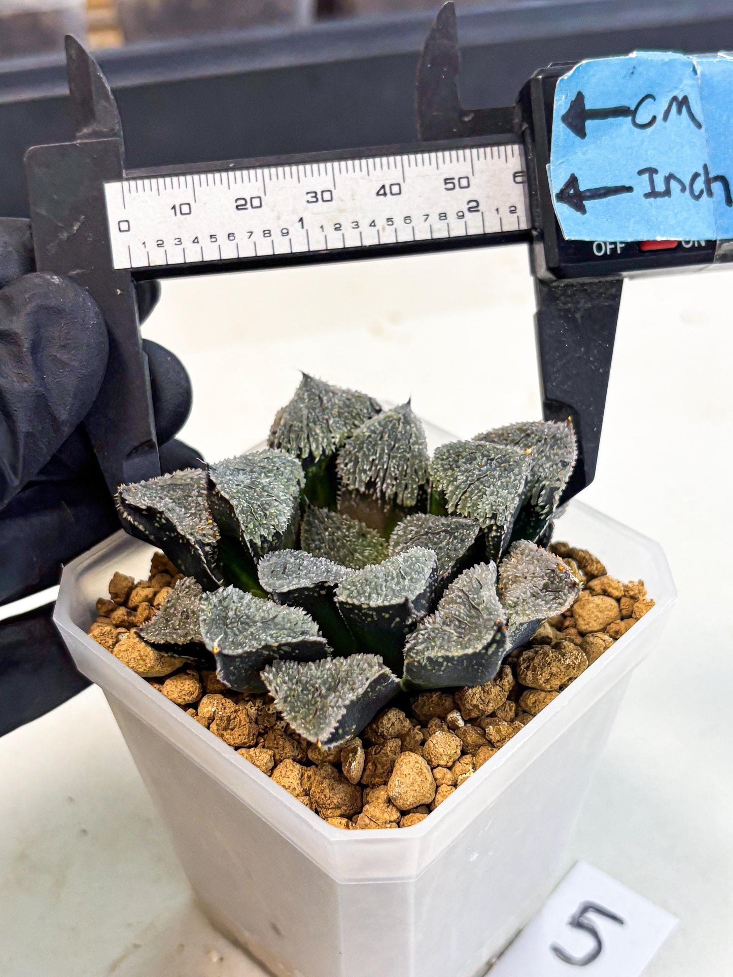 Haworthia Juweicheng (wa3) (b5) | Hong Kong Rare Species