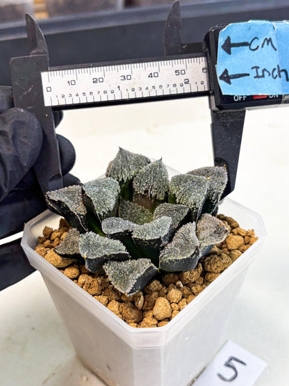 Haworthia Juweicheng (wa3) (b5) | Hong Kong Rare Species