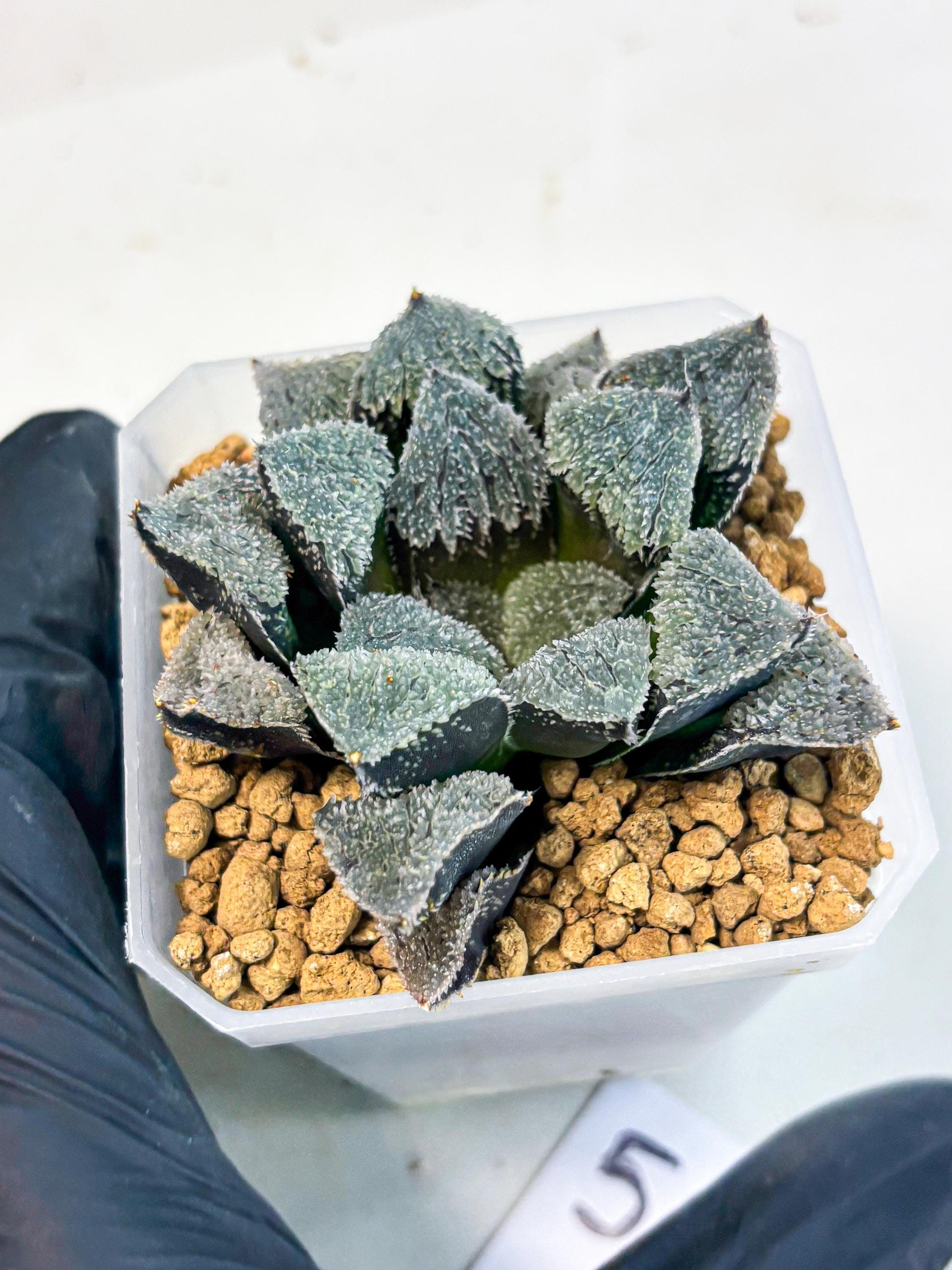 Haworthia Juweicheng (wa3) (b5) | Hong Kong Rare Species