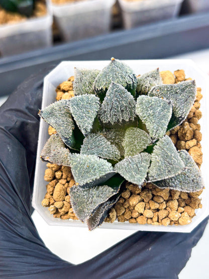 Haworthia Juweicheng (wa3) (b5) | Hong Kong Rare Species