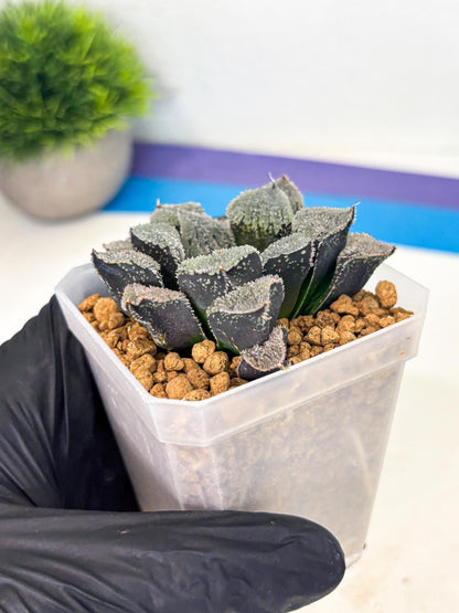 Haworthia Juweicheng (wa3) (b5) | Hong Kong Rare Species