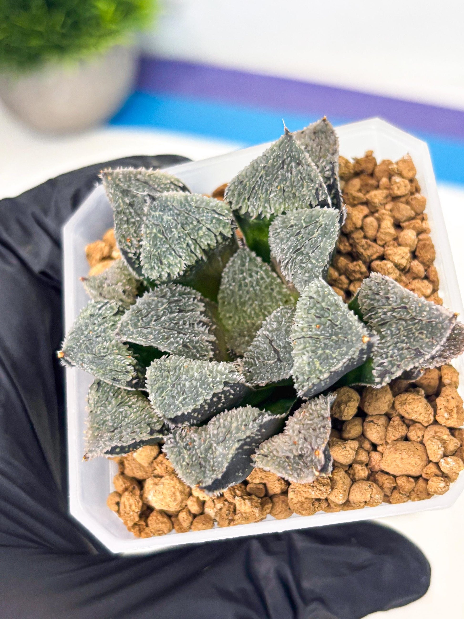 Haworthia Juweicheng (wa3) (b5) | Hong Kong Rare Species