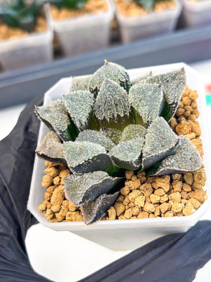 Haworthia Juweicheng (wa3) (b5) | Hong Kong Rare Species