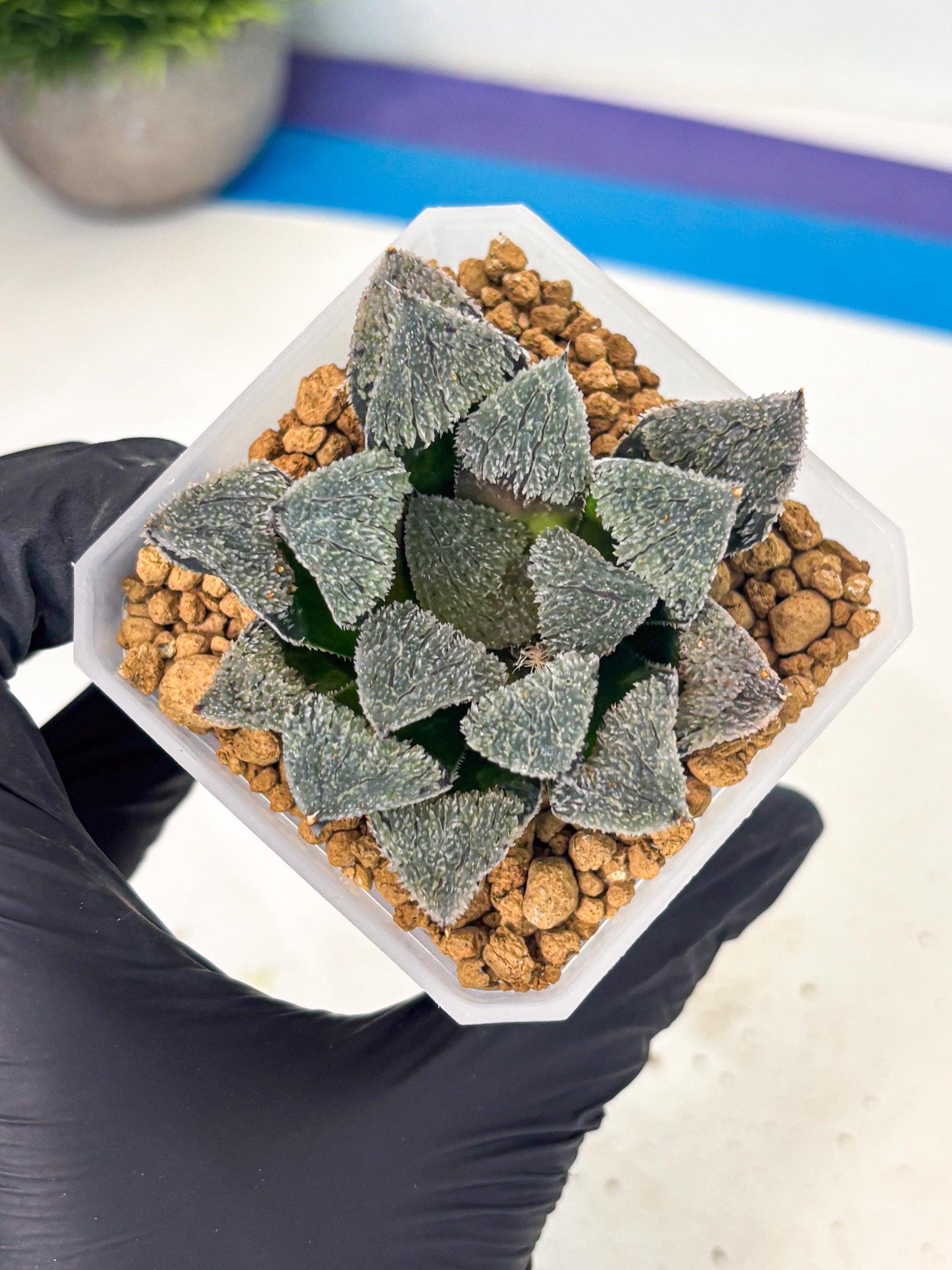 Haworthia Juweicheng (wa3) (b5) | Hong Kong Rare Species