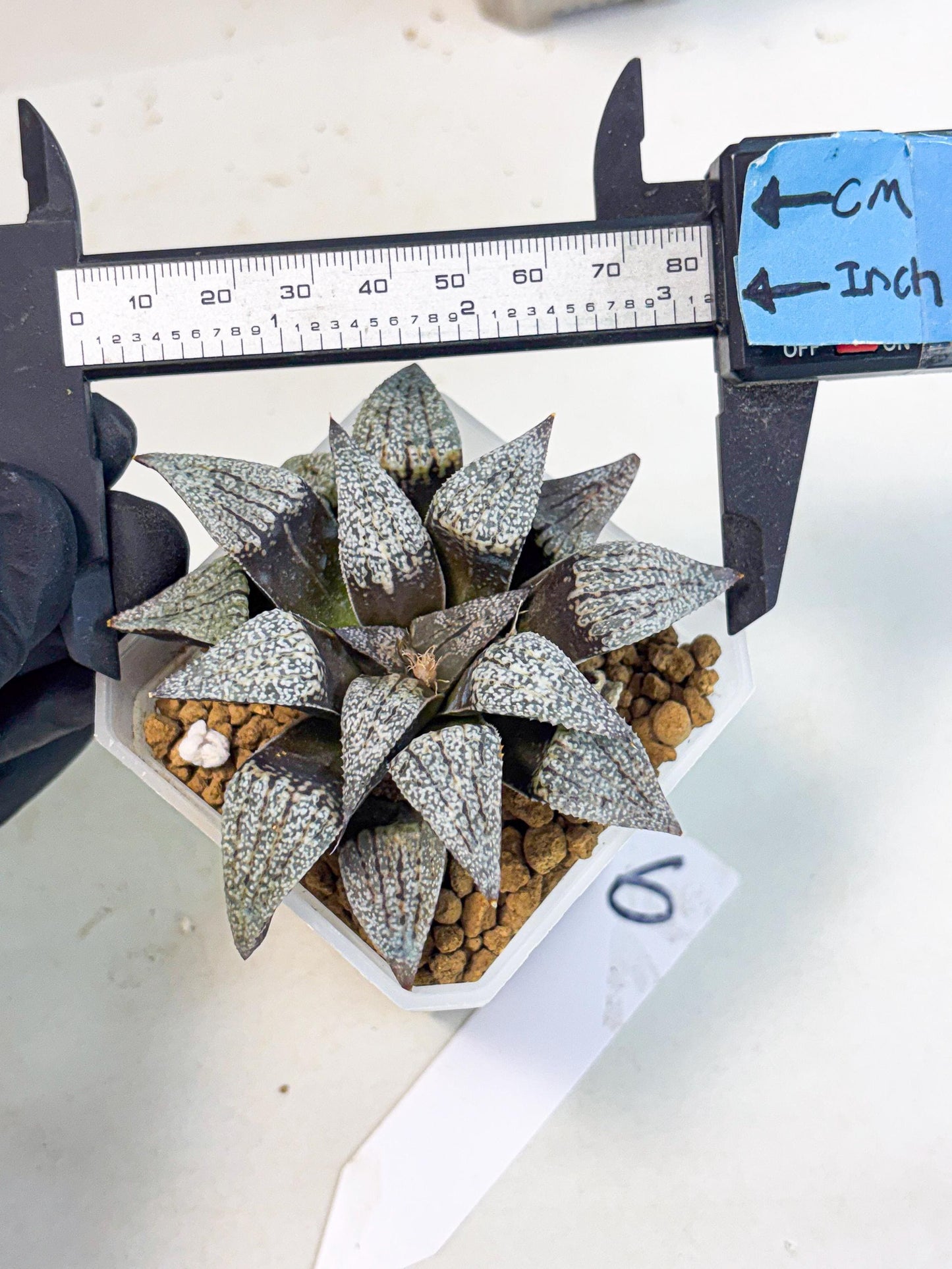 Haworthia Baiyin (wa3) (b6) | Hong Kong Rare Species