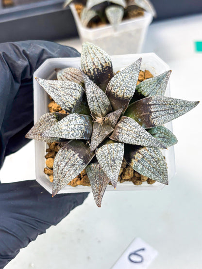 Haworthia Baiyin (wa3) (b6) | Hong Kong Rare Species