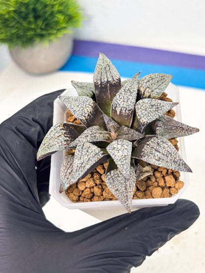 Haworthia Baiyin (wa3) (b6) | Hong Kong Rare Species