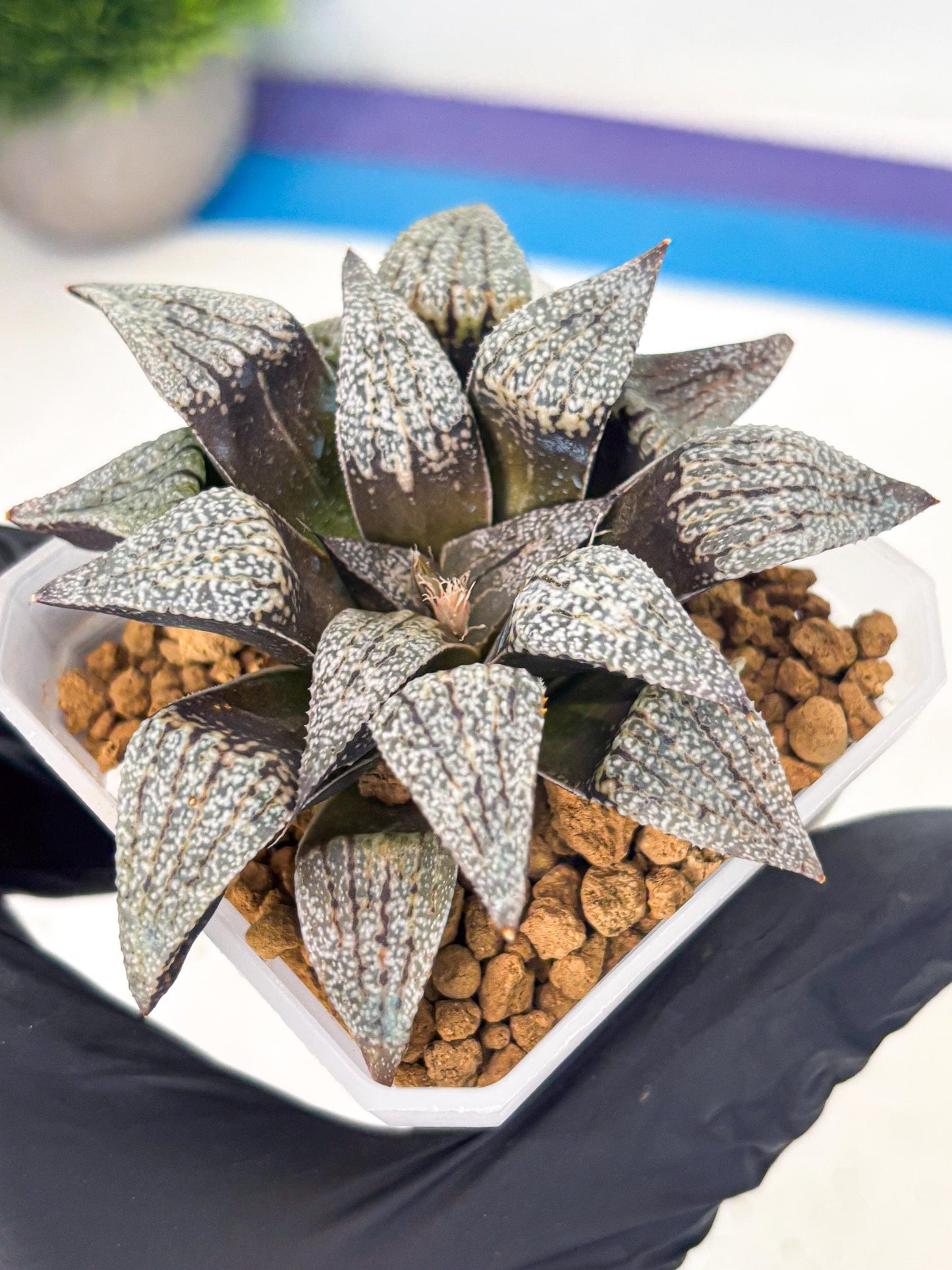 Haworthia Baiyin (wa3) (b6) | Hong Kong Rare Species