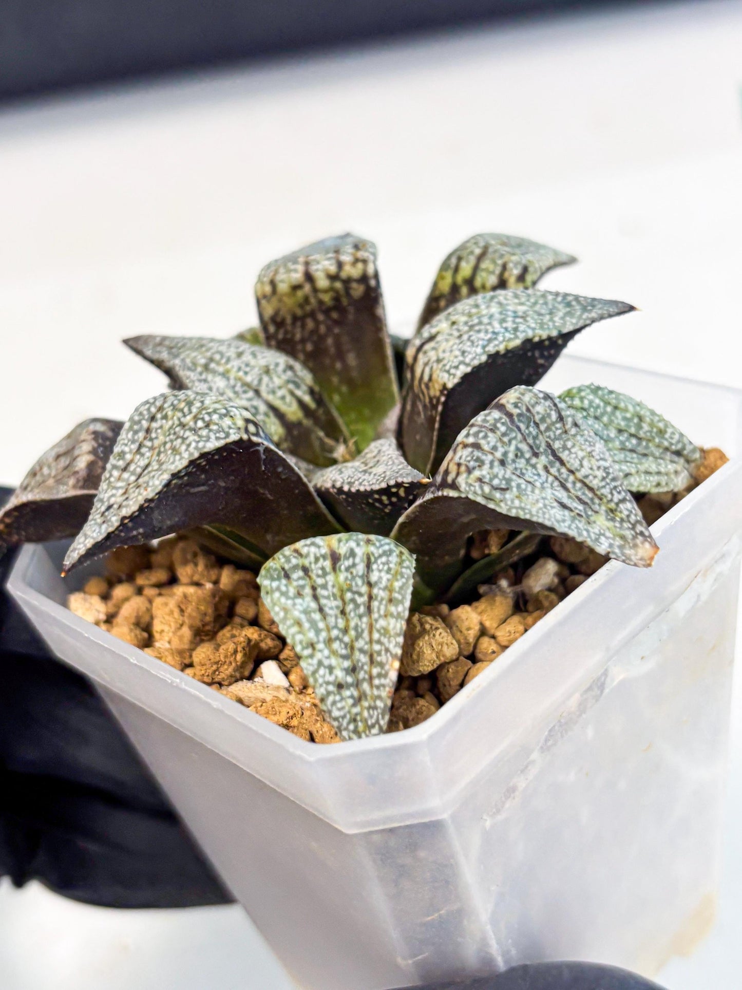 Haworthia Baiyin (wa3) (b7) | Hong Kong Rare Species