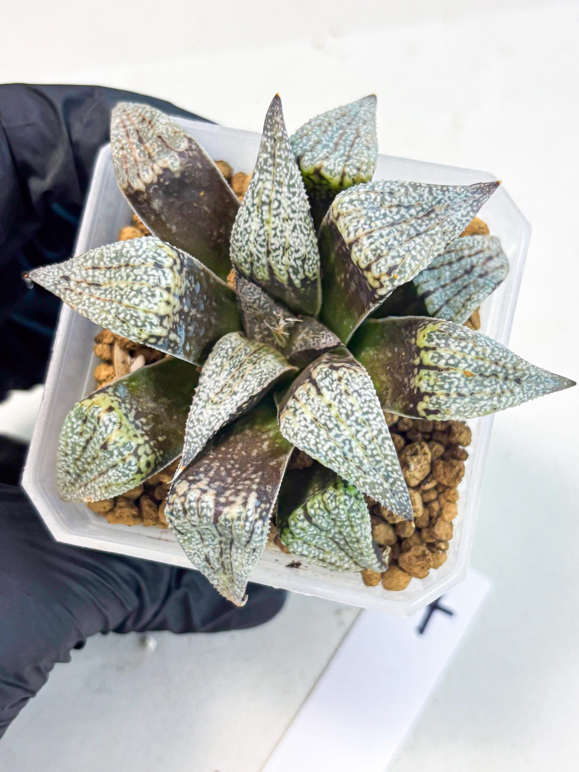 Haworthia Baiyin (wa3) (b7) | Hong Kong Rare Species