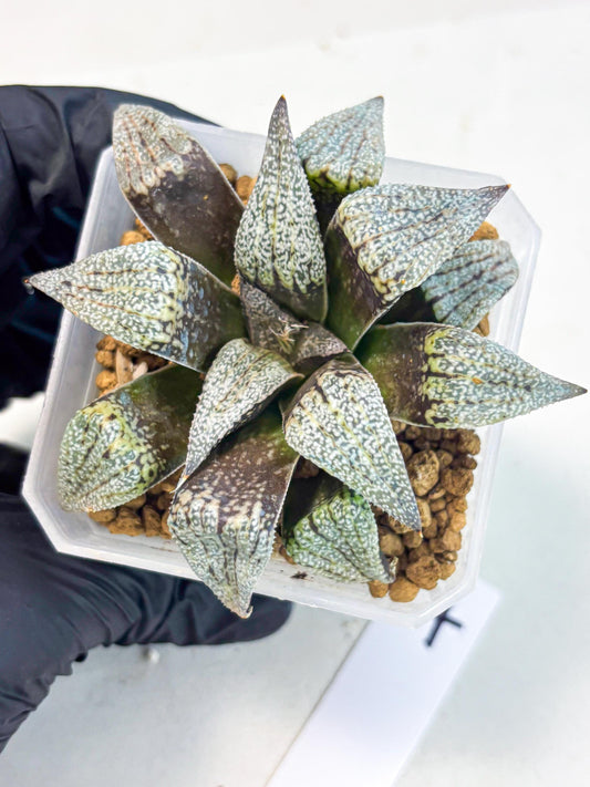 Haworthia Baiyin (wa3) (b7) | Hong Kong Rare Species