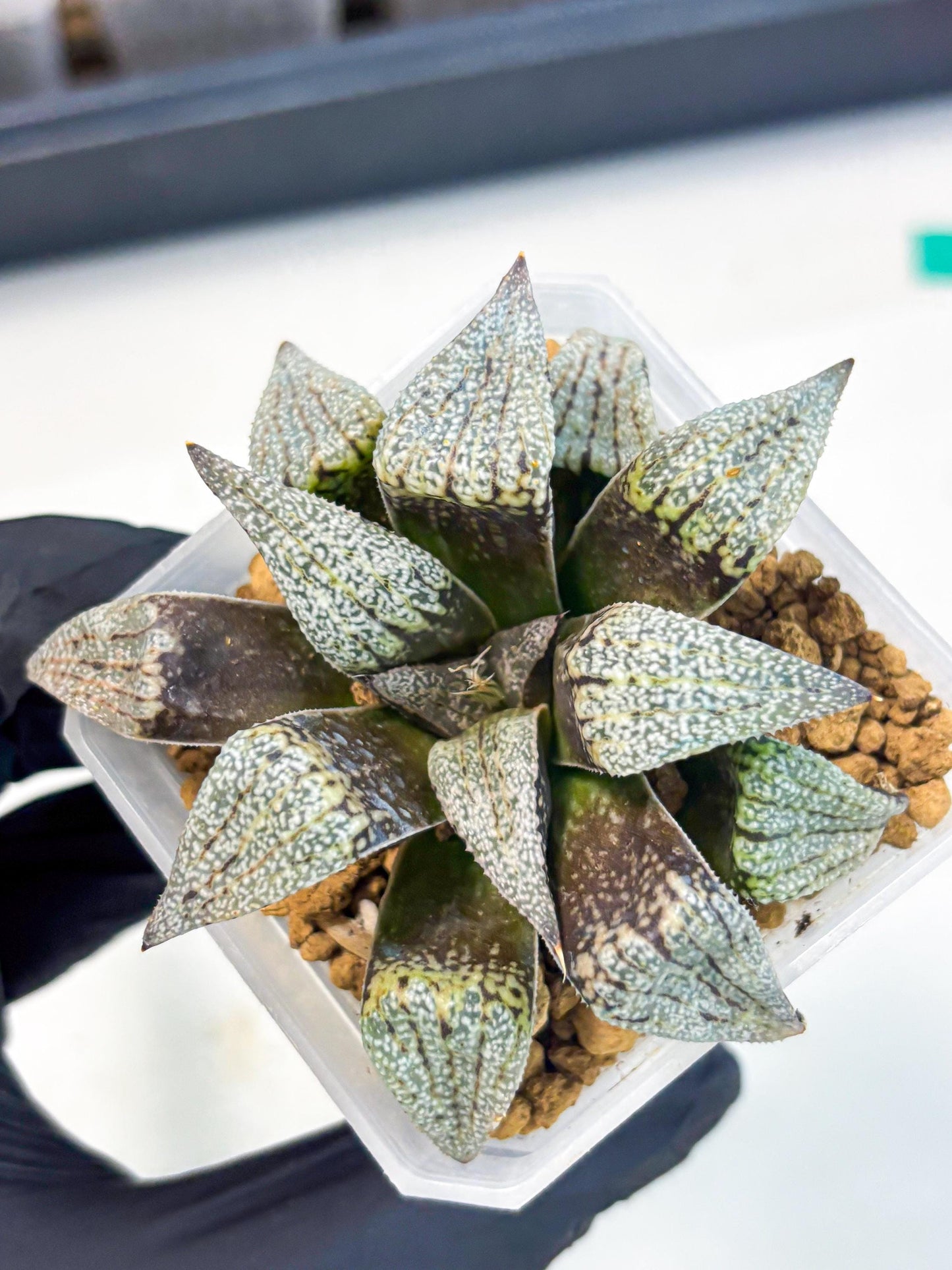 Haworthia Baiyin (wa3) (b7) | Hong Kong Rare Species