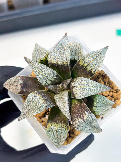 Haworthia Baiyin (wa3) (b7) | Hong Kong Rare Species