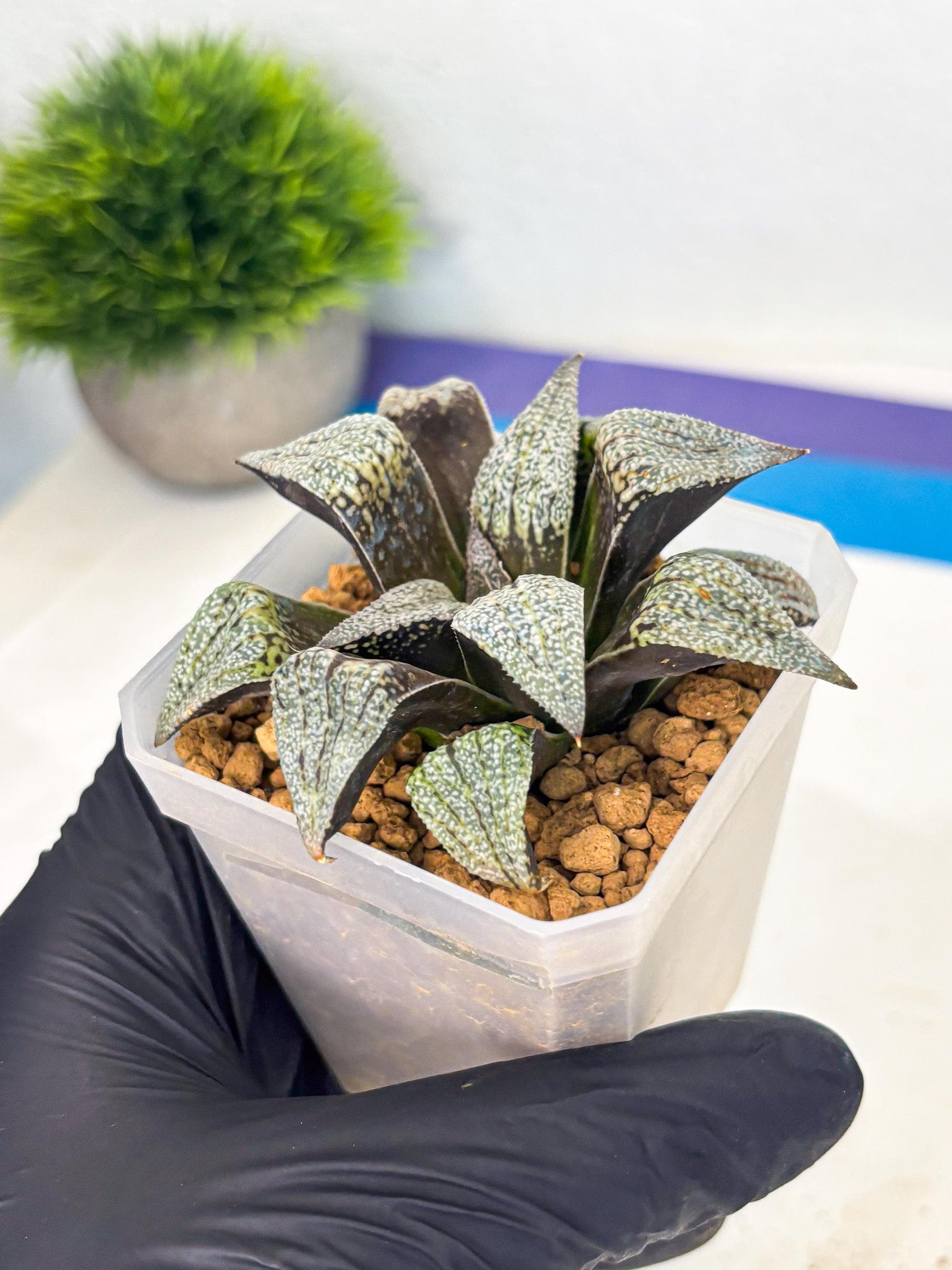 Haworthia Baiyin (wa3) (b7) | Hong Kong Rare Species