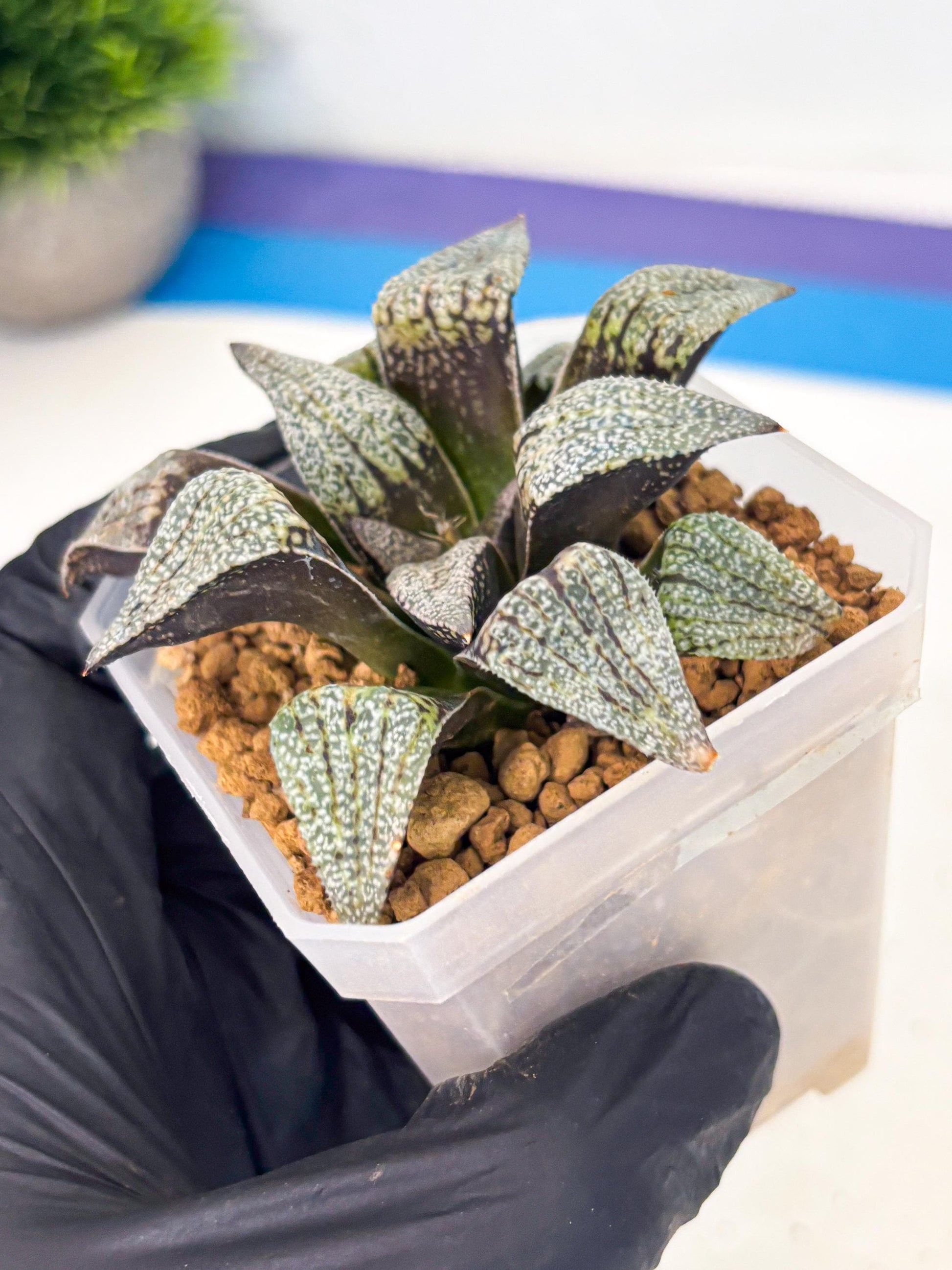 Haworthia Baiyin (wa3) (b7) | Hong Kong Rare Species