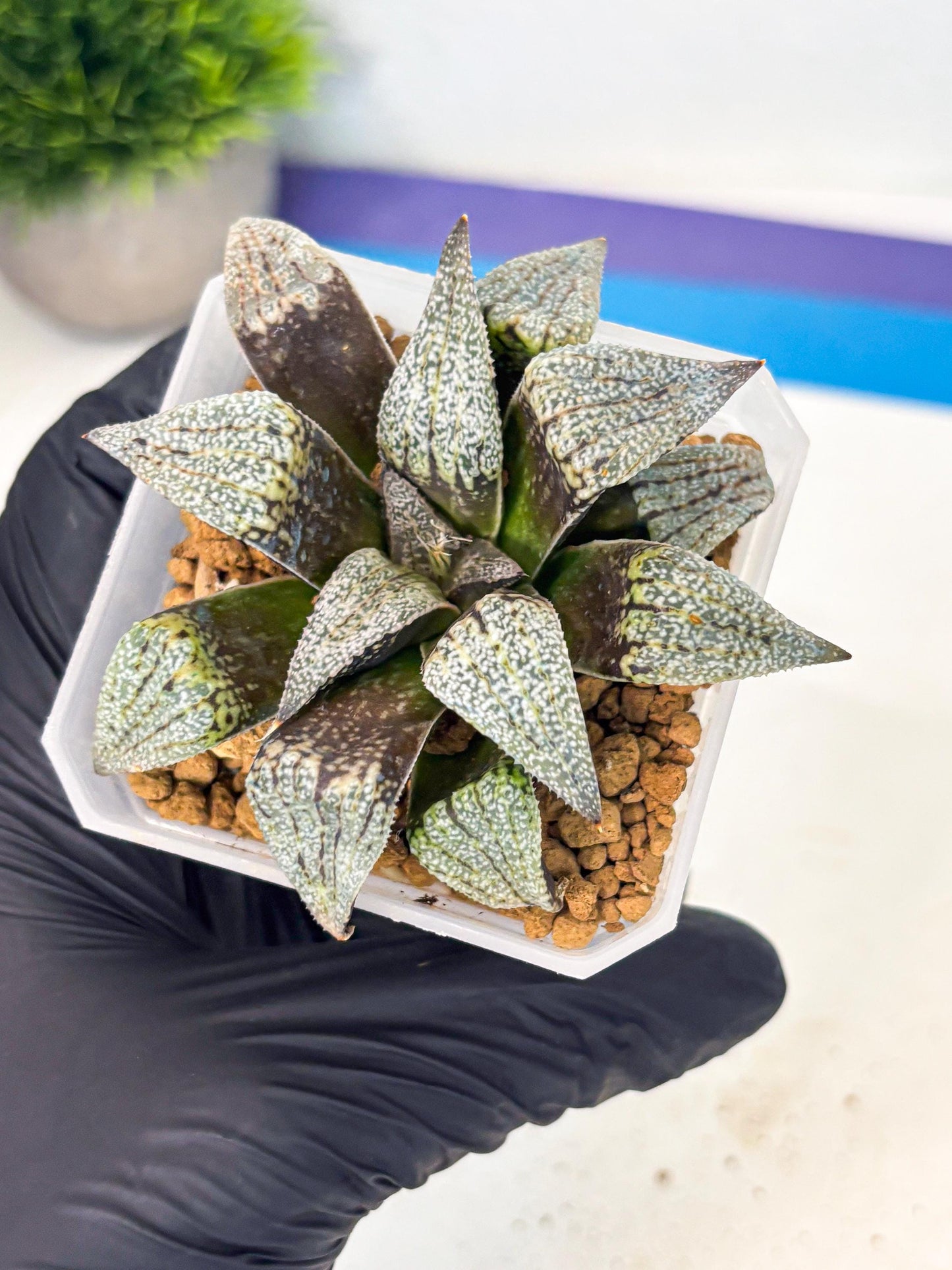 Haworthia Baiyin (wa3) (b7) | Hong Kong Rare Species