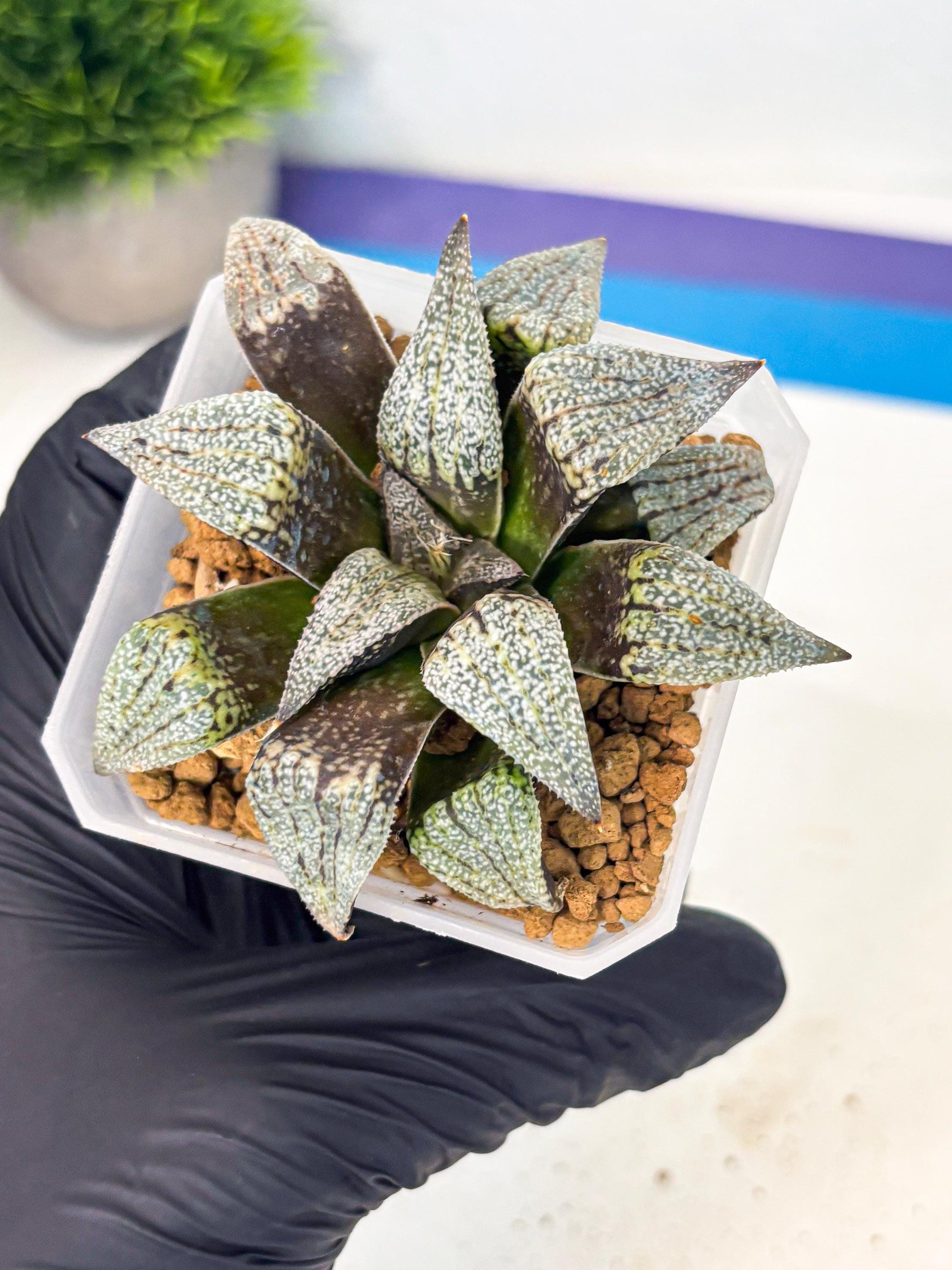 Haworthia Baiyin (wa3) (b7) | Hong Kong Rare Species