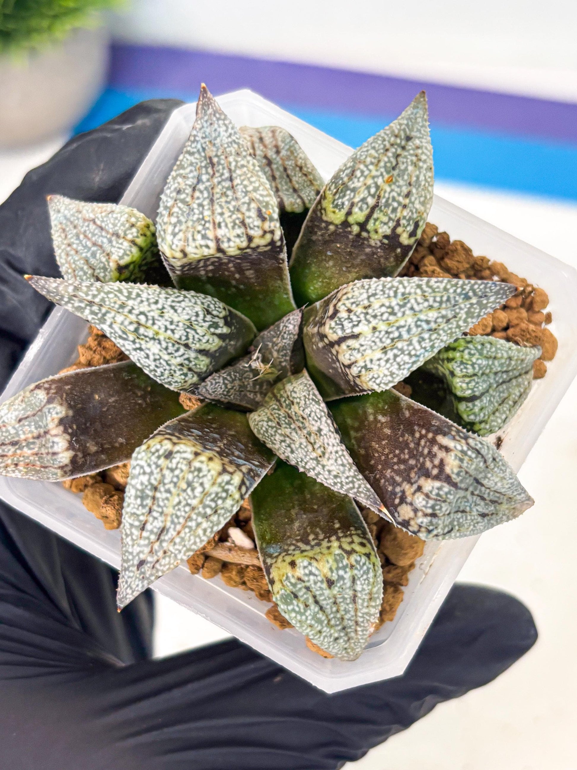 Haworthia Baiyin (wa3) (b7) | Hong Kong Rare Species