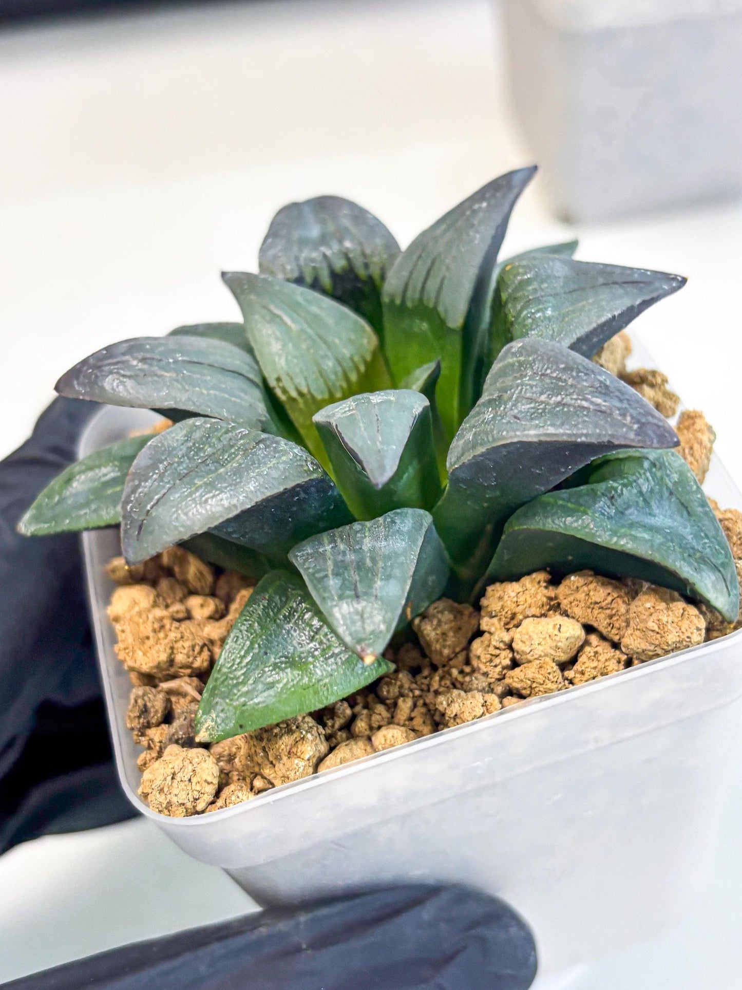 Haworthia JiuTun (wa3) (g1) | Hong Kong Rare Species