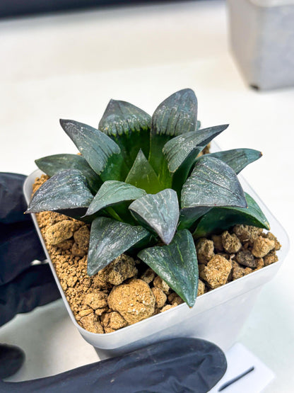 Haworthia JiuTun (wa3) (g1) | Hong Kong Rare Species