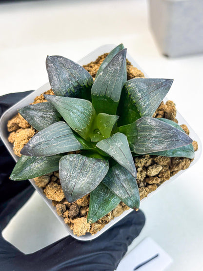 Haworthia JiuTun (wa3) (g1) | Hong Kong Rare Species
