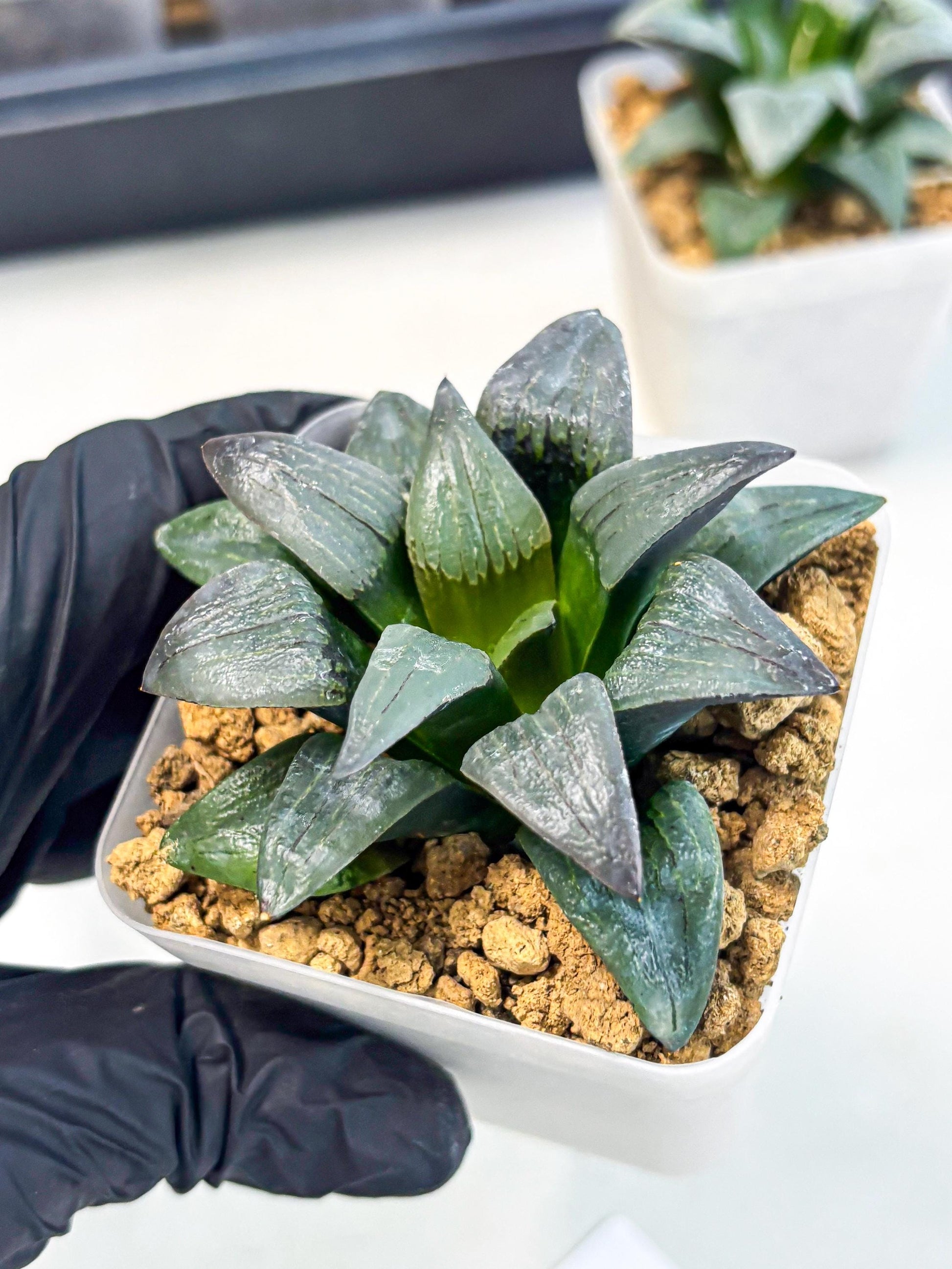 Haworthia JiuTun (wa3) (g1) | Hong Kong Rare Species