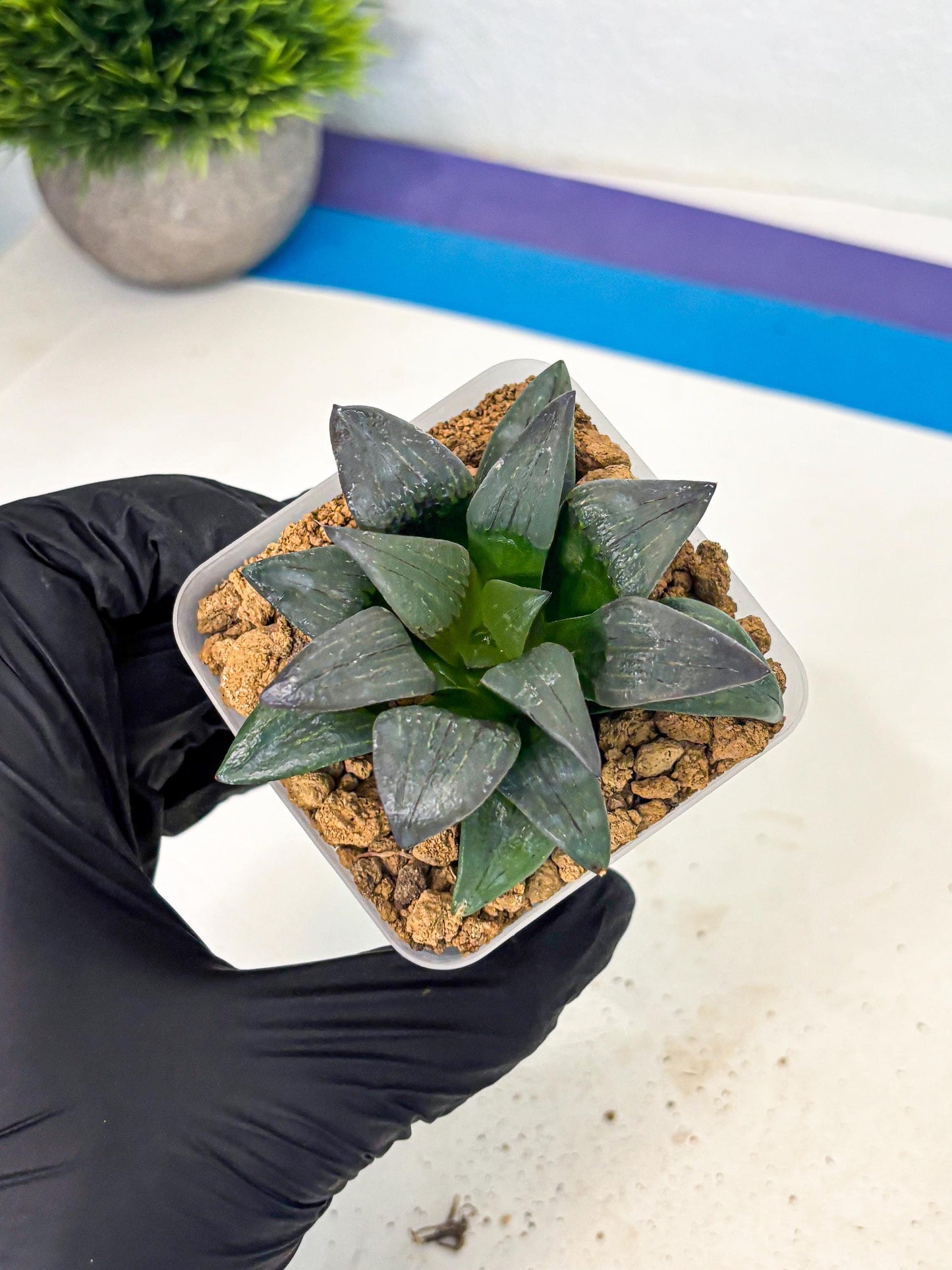 Haworthia JiuTun (wa3) (g1) | Hong Kong Rare Species