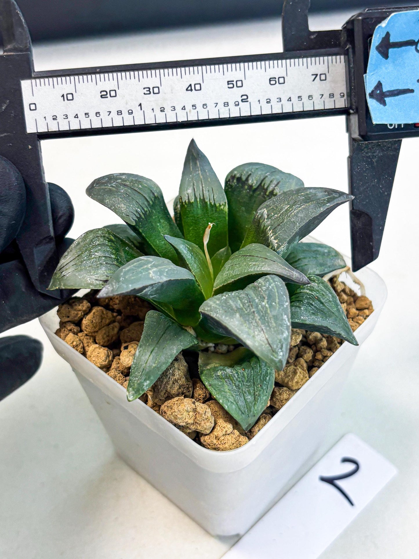 Haworthia JiuTun (wa3) (g2) | Hong Kong Rare Species