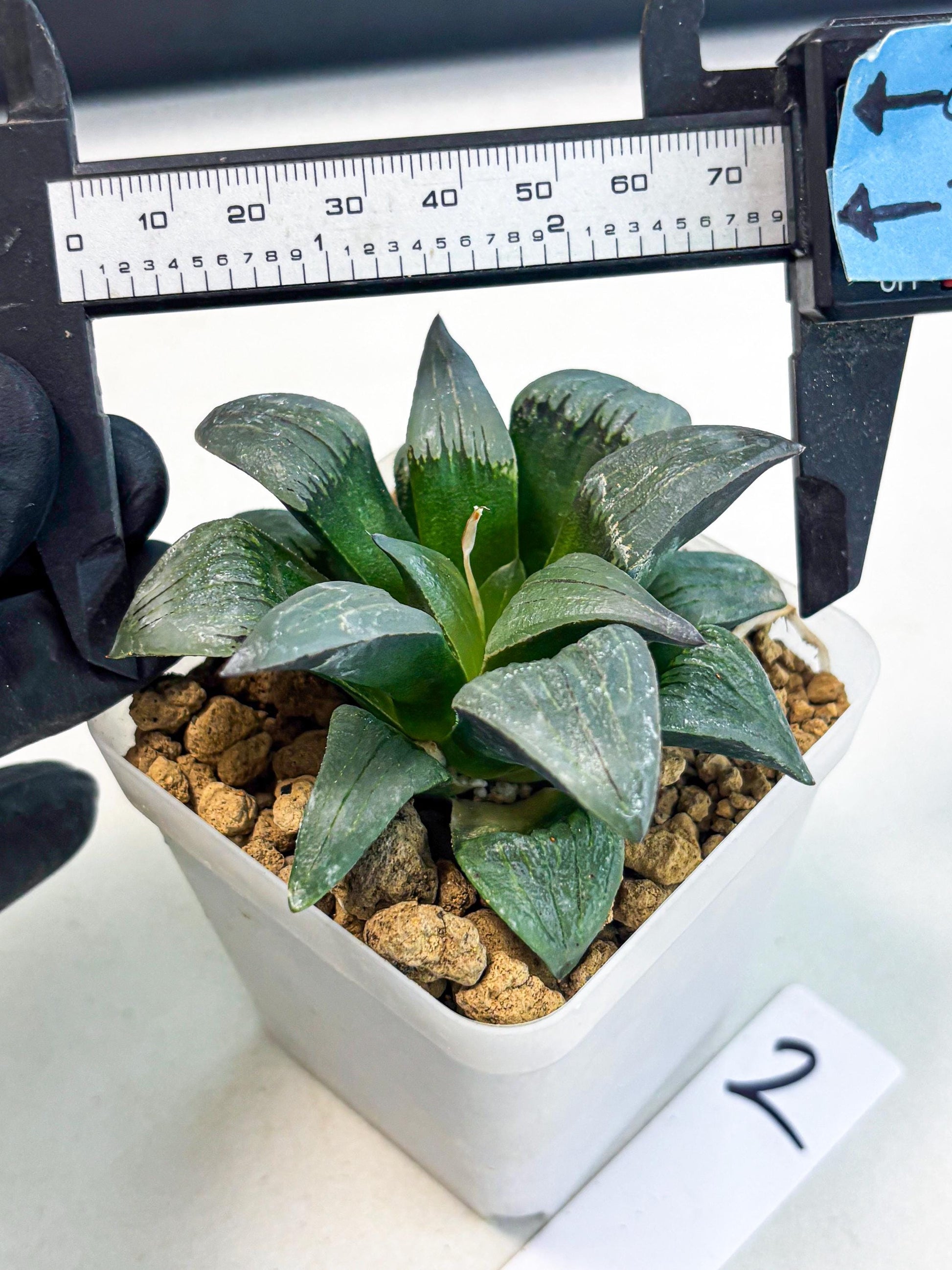 Haworthia JiuTun (wa3) (g2) | Hong Kong Rare Species