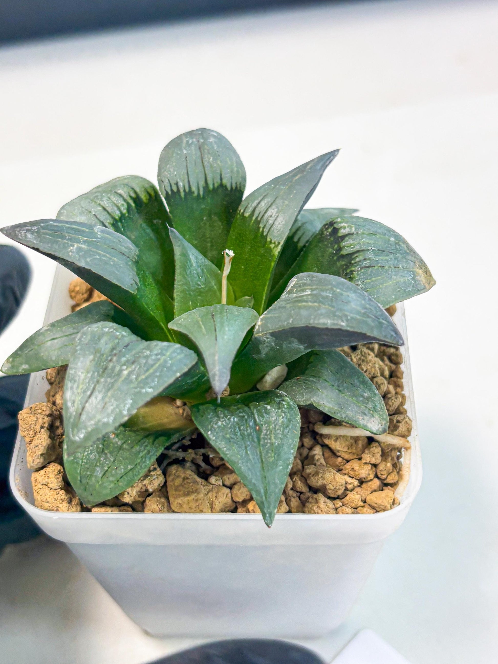 Haworthia JiuTun (wa3) (g2) | Hong Kong Rare Species