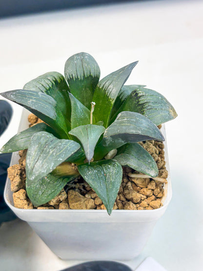 Haworthia JiuTun (wa3) (g2) | Hong Kong Rare Species