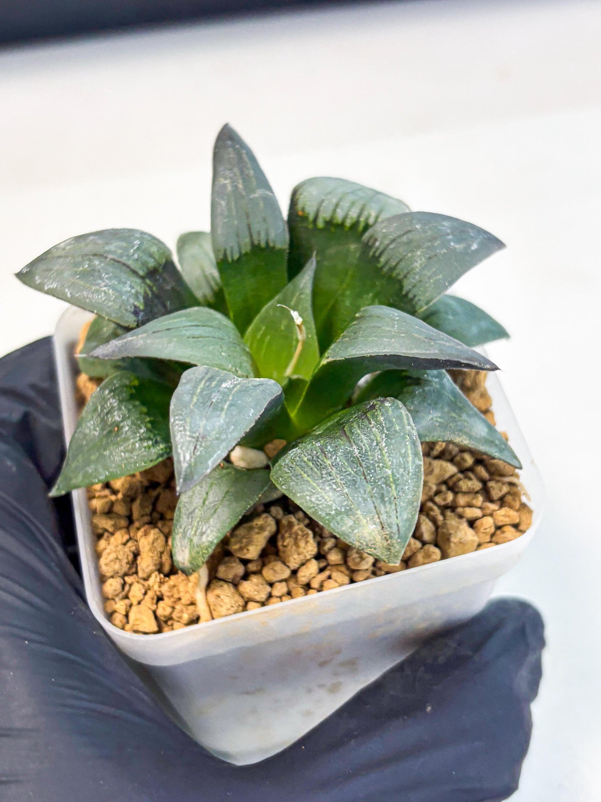 Haworthia JiuTun (wa3) (g2) | Hong Kong Rare Species