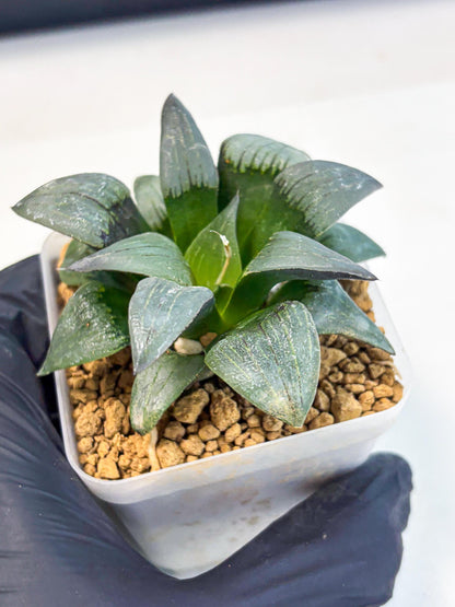 Haworthia JiuTun (wa3) (g2) | Hong Kong Rare Species