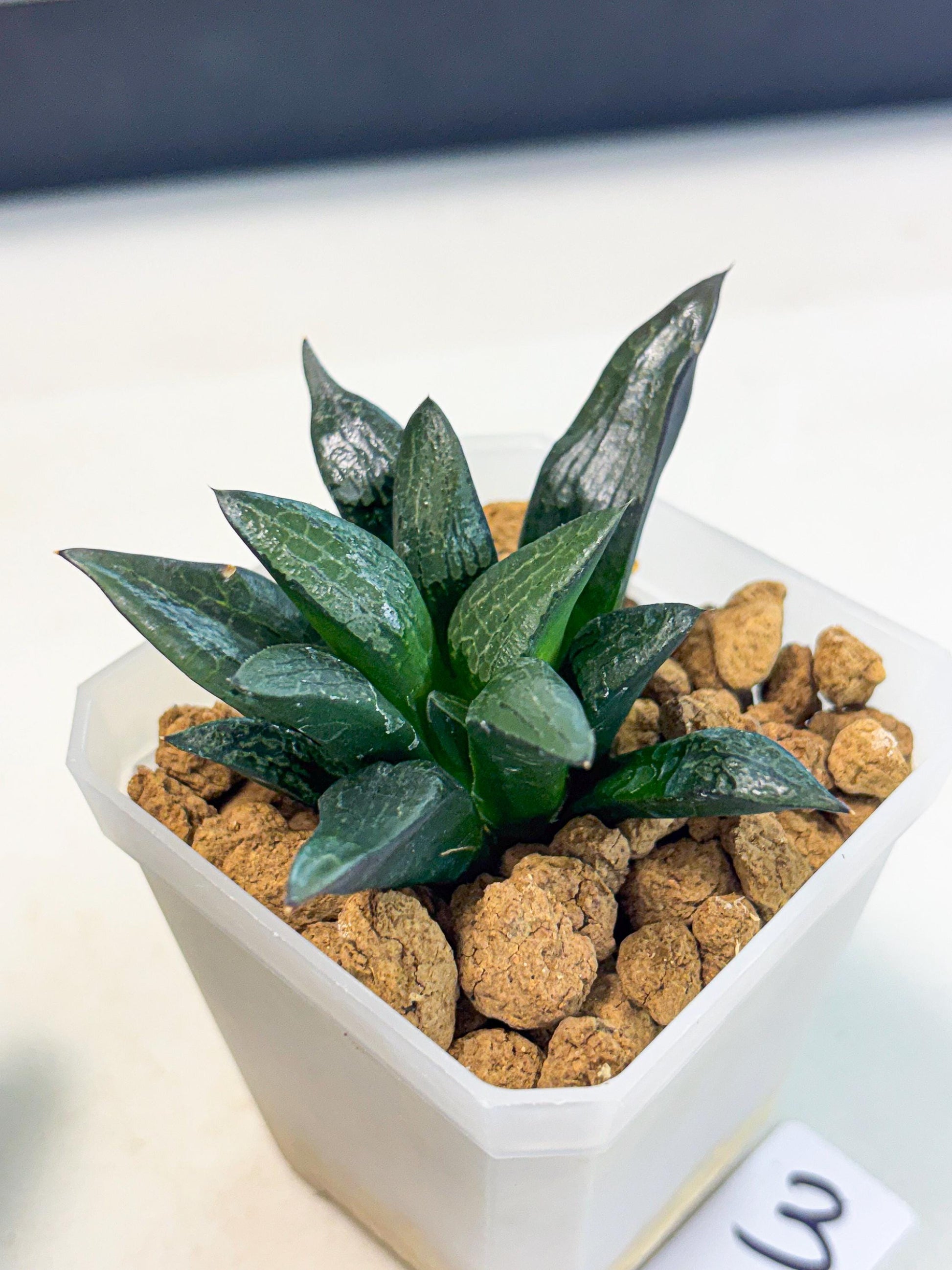Haworthia Child Princess (wa3) (g3) | Hong Kong Rare Species