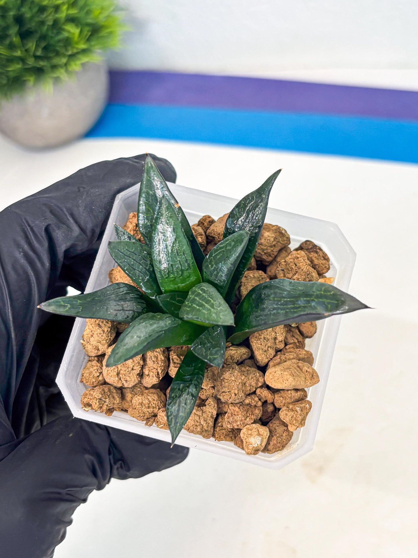 Haworthia Child Princess (wa3) (g3) | Hong Kong Rare Species