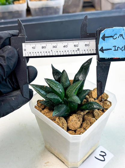 Haworthia Child Princess (wa3) (g3) | Hong Kong Rare Species