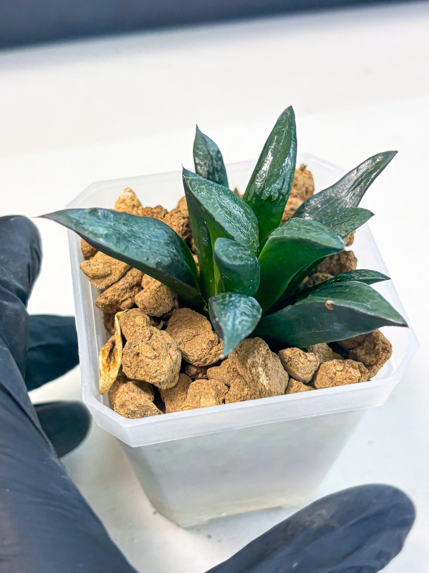 Haworthia Child Princess (wa3) (g3) | Hong Kong Rare Species